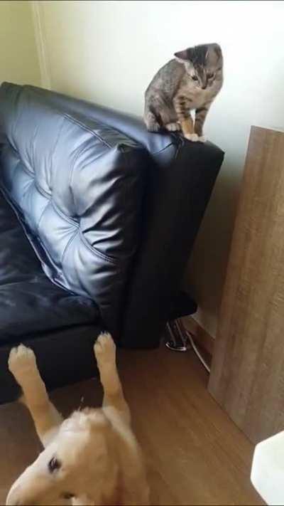 Dog is impressed with cat’s smooth jumping skills and tries to do it too ... it does not go as planned.