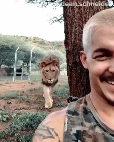 Lion thinks he Can not see him.