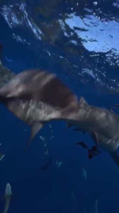 Bull shark Dragon Punch!