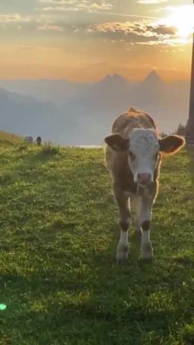 A Cow Enjoys The Sunset!