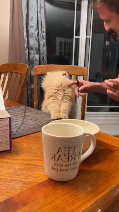 Funny Animals Brain Freeze