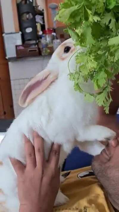 The dominant one 😅