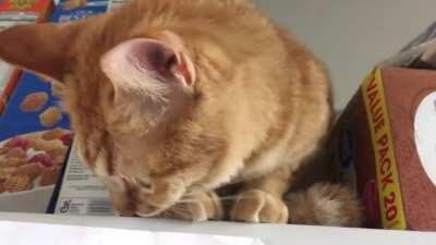 She got trapped on the fridge