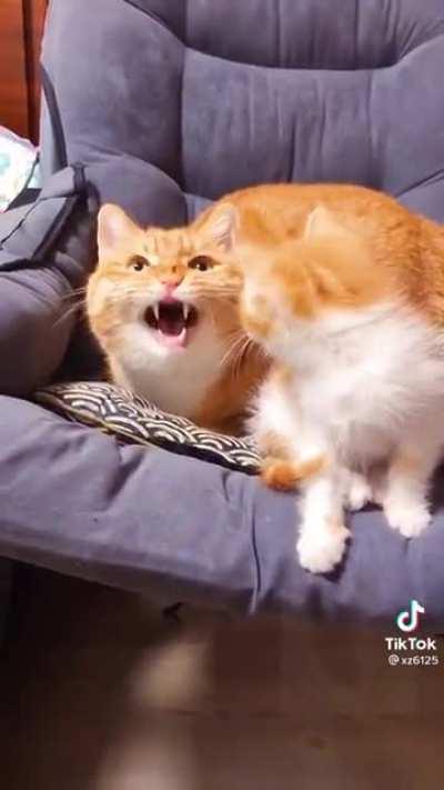 Mama cat shows her teefies