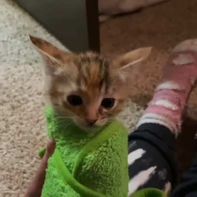 To this day, Athena can’t stand being purritoed