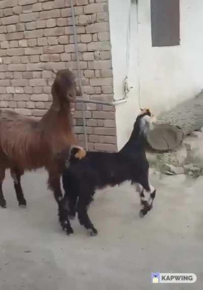 The two losers in a movie walking into a party thinking they're cool