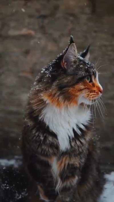 This gorgeous kitty