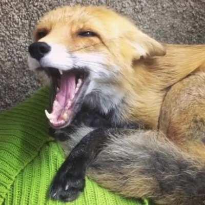 The cutest sleepiest fox