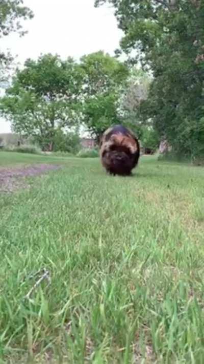 flop flop flop flop flop