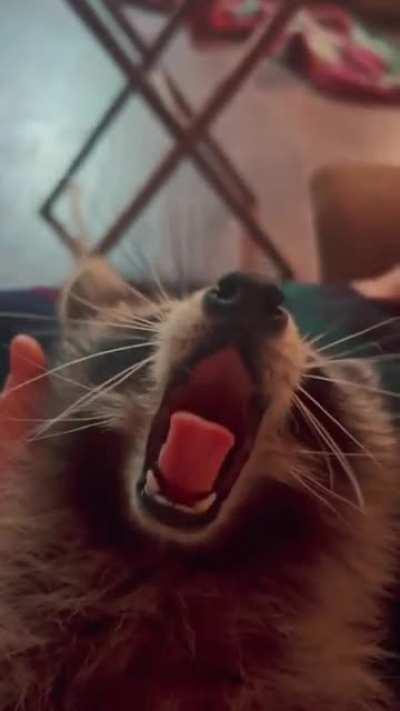 Yawning Trashpanda