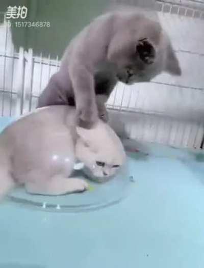 You're my roomba now.