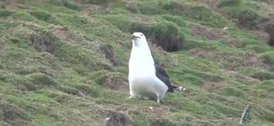 Seagull Swallows Rabbit