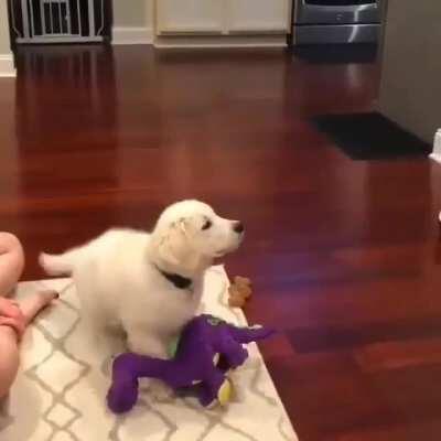 Pupper drops everything he's doing and decides to watch some cartoons