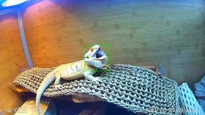 Finally captured the rare morning call of a bearded dragon! 👂🏻