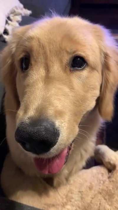 Randle, 6 months, bringing me his puppy to show me it is bed time. He sleeps with it every night.