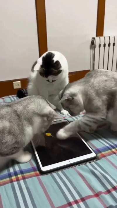 How long can they stick with it before they're distracted by something else?