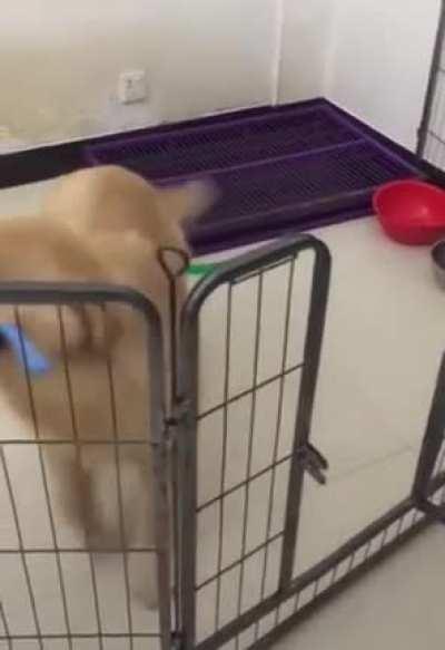 inNOCeNT dOG ImPrISONED By FoRceFiELd