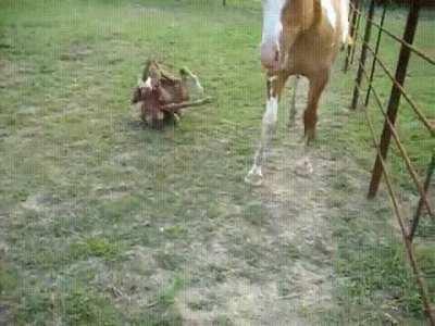 What do I do with all these legs?