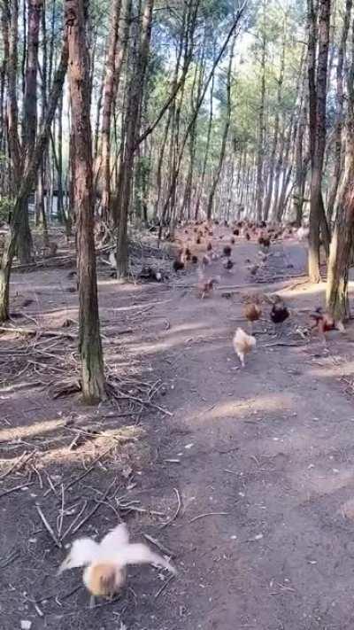 Come with me my chickens!