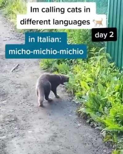 Which language do you use?