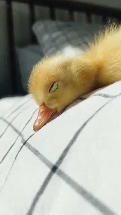 Duck in the bed