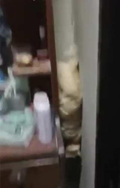 Frank was scared of jumping from high places so...