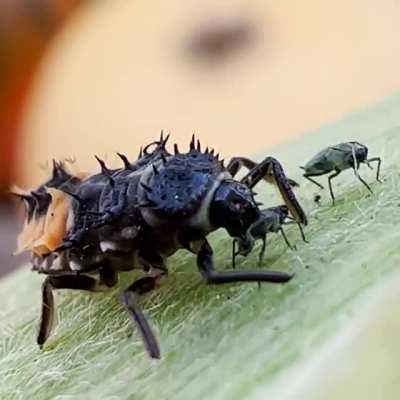 Ladybug larvae sucking an aphid dry.