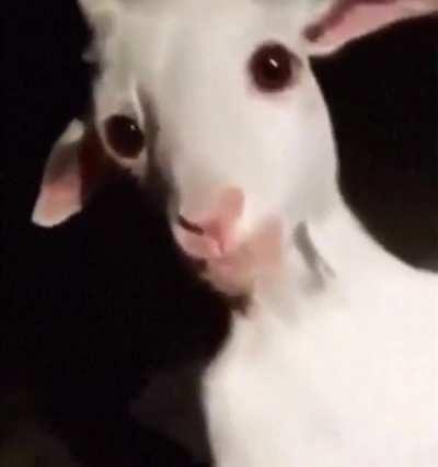 Mis Chivas ain’t even nervous for tomorrow’s game vs Pumass