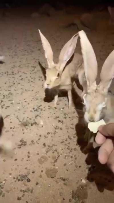 These wild hares look a little extra wild.