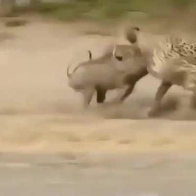 Cheetah vs wild hog