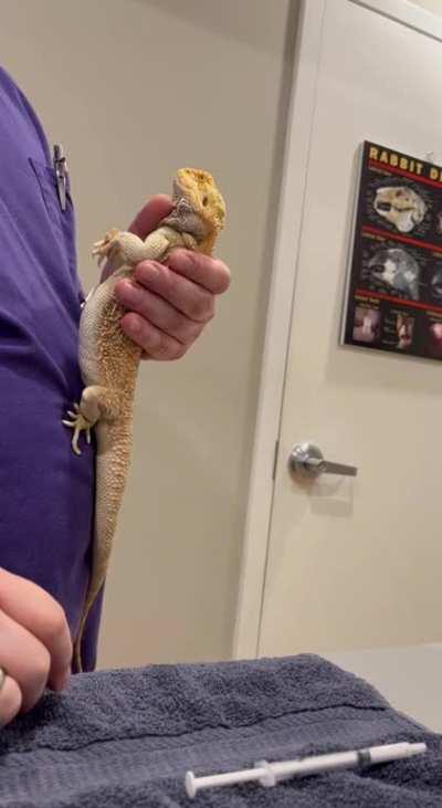 Took our boy to an exotic vet. He needed more meds for lots of parasites. I told them I was having a hard time administering meds and he showed me this (and said I could video). Wanted to share for anyone that also has difficulties with their beardies and