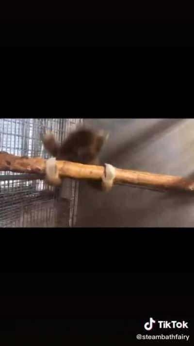 where is cold monke 😡