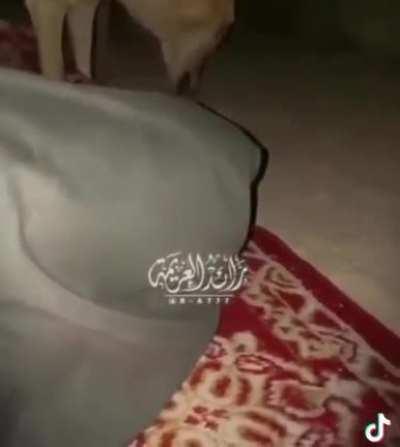 Being woken up by a pack of wolves in the middle of the desert