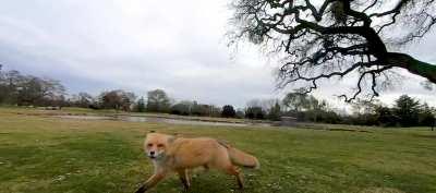 This curious little fox cam to check out my drone