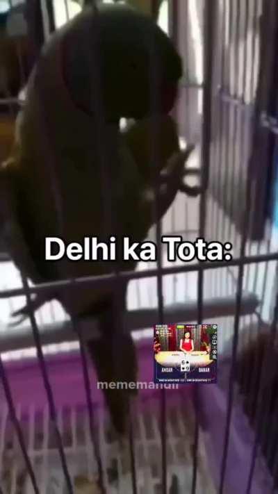 Indian tota op