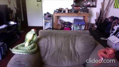 I can’t believe the trolls made Josh do that to his apartment