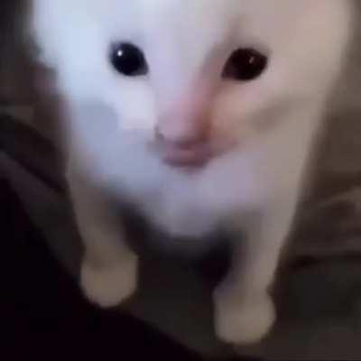 share to scare a sinnoh fan