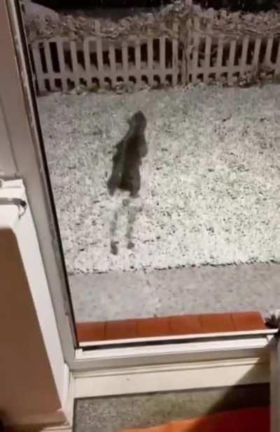 He always does that when he goes outside