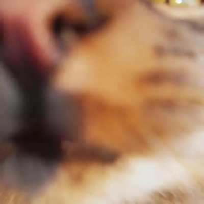 What a precious, beautiful cat.