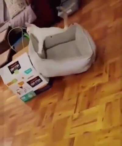 If I can fits and sits in the box than my bed should be able to fits too