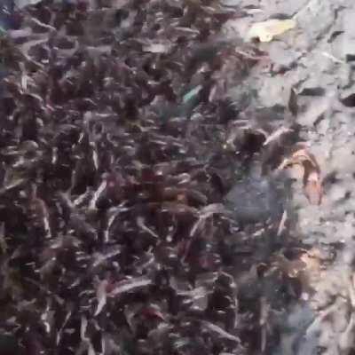 A group of earwigs is called an ‘unfortunate offering of earwigs’. I think.