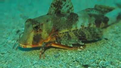 Thanks, I hate fish with legs