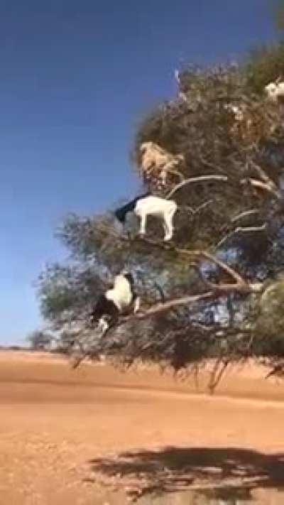 Argan tree goats (Morocco)