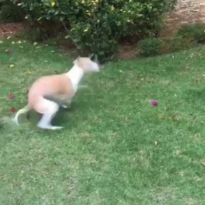 When your blind dog gets excited...