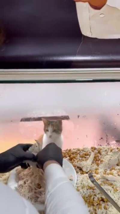 filho perdido do Babidi mendigando