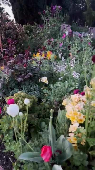 I tore out our grass because I read the birds and bees would appreciate that. Here you can hear them singing this morning.