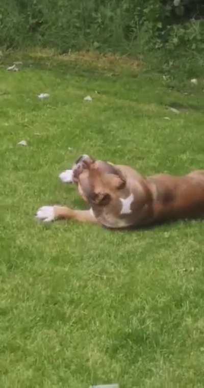 My American Bully knows who the boss is