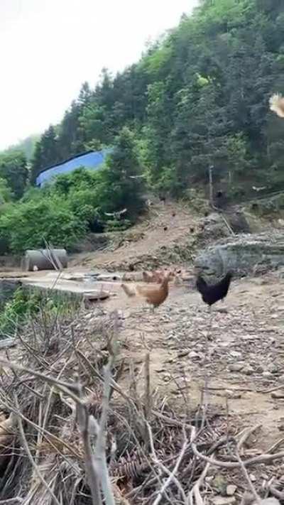 Holy..... chickens!!