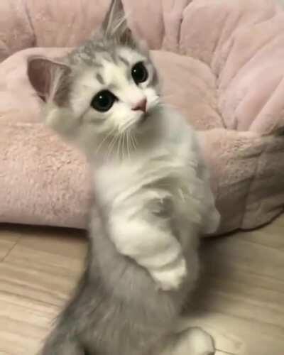 Cat.