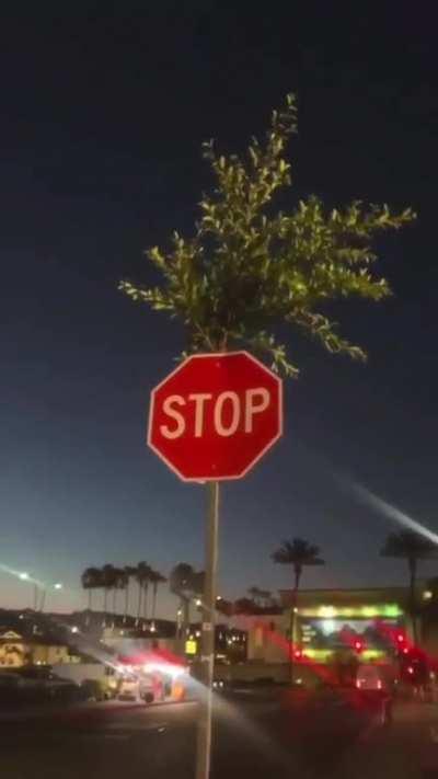 I think this happy tree 🌳 is impressive!